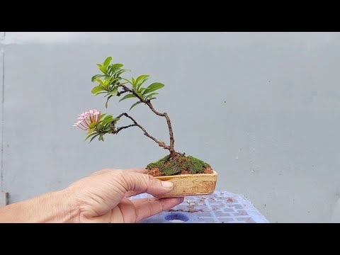 Video TỐN 5K CHO 1 CÂY BONSAI MINI - youtube