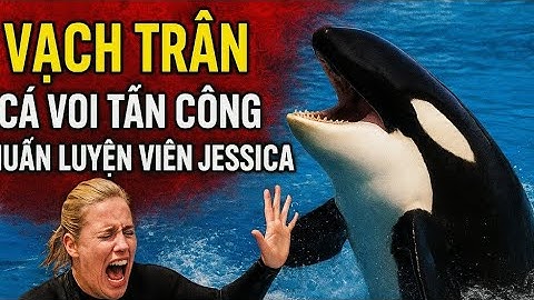 vạch trần chiêu trò tin giả cá voi sát thủ tấn công huấn luyện viên jessica
