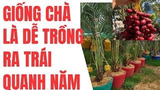 giống nào dễ trồng ra trái quanh năm @0915061058