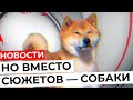 Новости, но вместо сюжетов — собаки