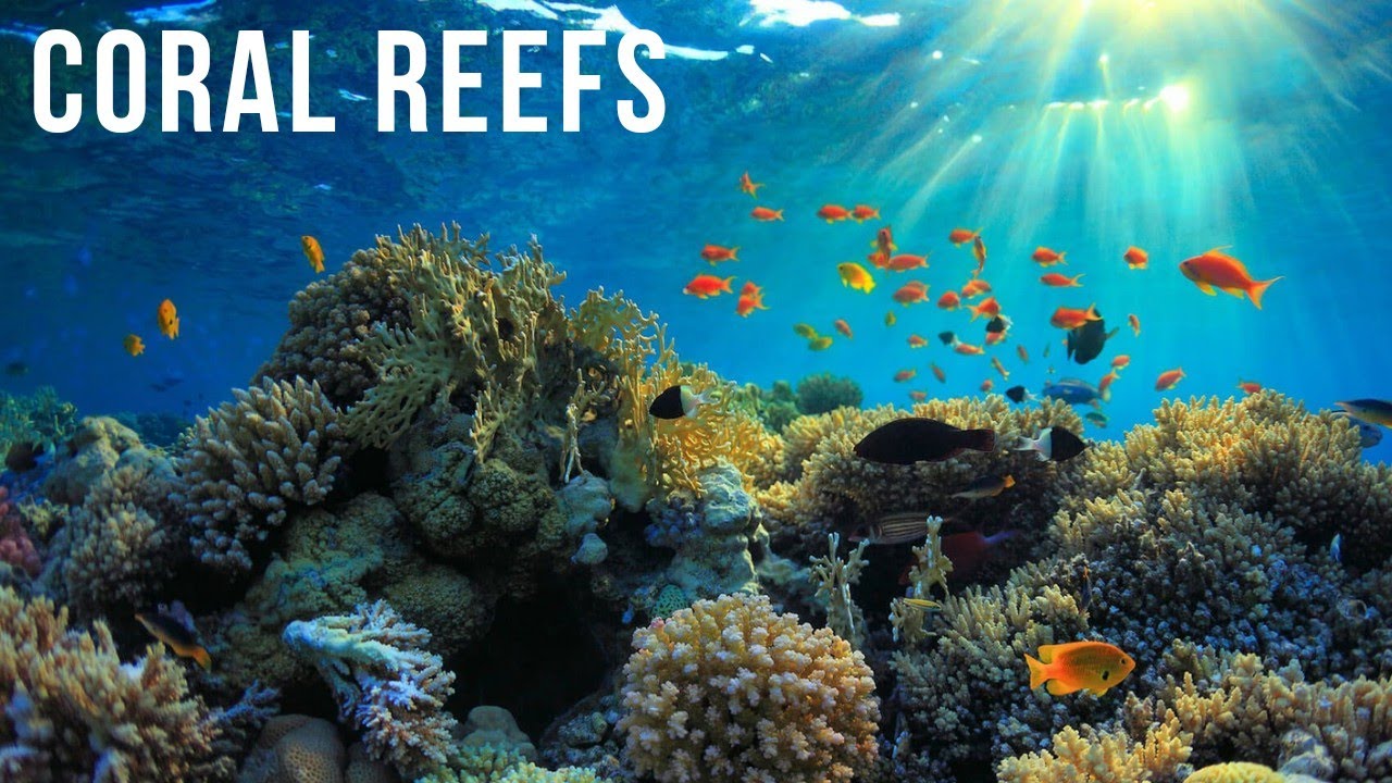 Three Interesting Facts About Coral Reefs