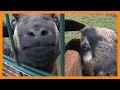 MEET THE GOAT FAMILY 🐐