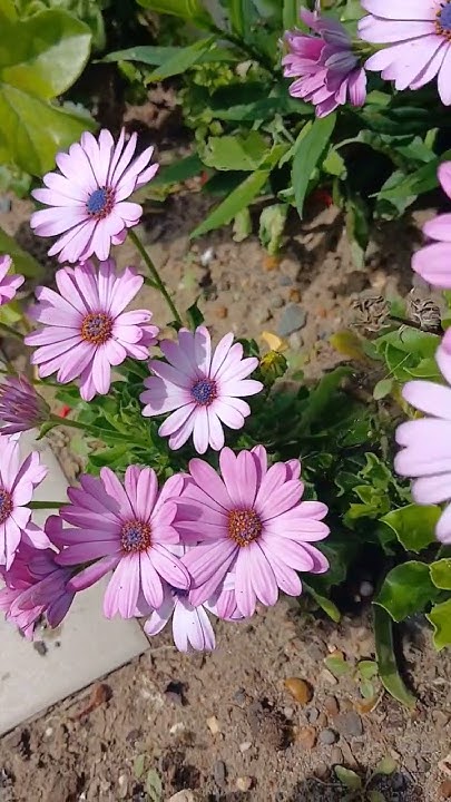 #сад #plants #цветы #flowers #красота #garden #растения #природа # ...