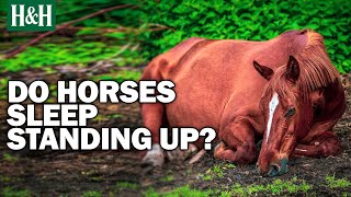 Why Do Horses Sleep Standing Up?