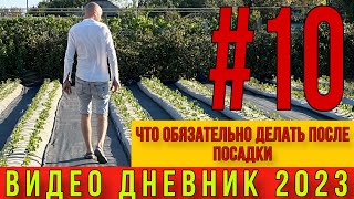 Что обязательно делать после посадки клубники.Видео дневник ЧАСТЬ #10