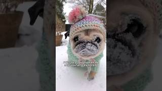 The cutest snow faceplant EVER  #pug #dog #shorts