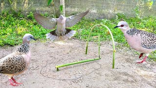 Easy bird Trap || Make a bird Trap using from Bamboo