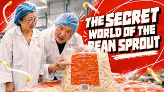 The SECRET World of The Bean Sprout 🌱✨ How J Pao Grow Over 100 MILLION a Month