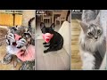 Funny animals bring you lots of laughter fun pet funny laugh