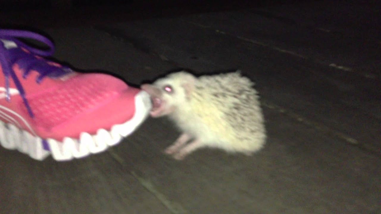 Crazy hedgehog бешеный ежик 2 YouTube