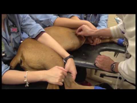 Elsevier’s Veterinary Medicine Clinical Skills Videos - Small Animal Procedures and Techniques