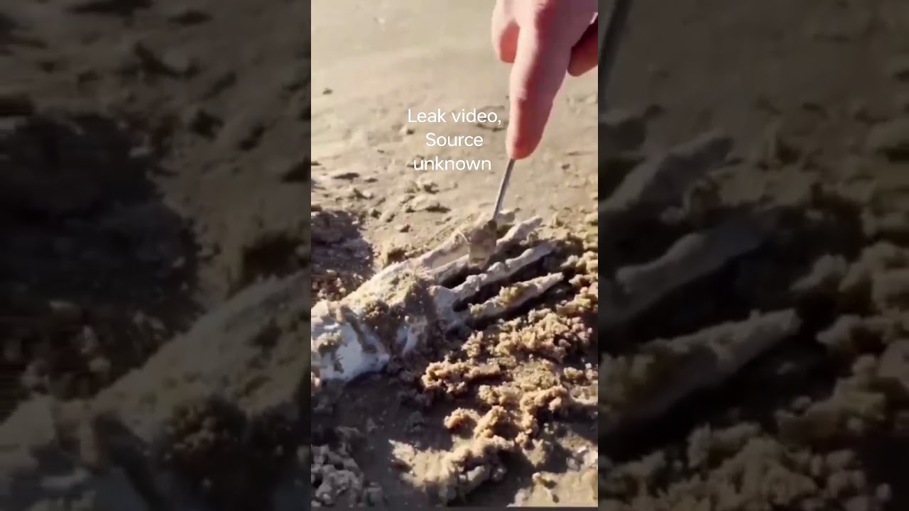 Mermaid skeleton found at beach, What do you think?