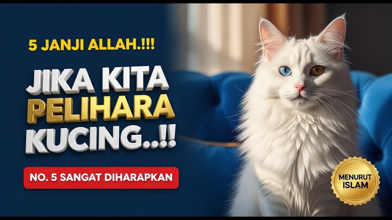 5 Janji Allah Bagi Yang Suka Memelihara Kucing | No. 5 Paling Diharapkan