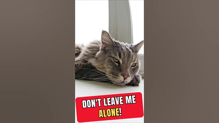 Leaving Cats Alone? Think Again! 🐾