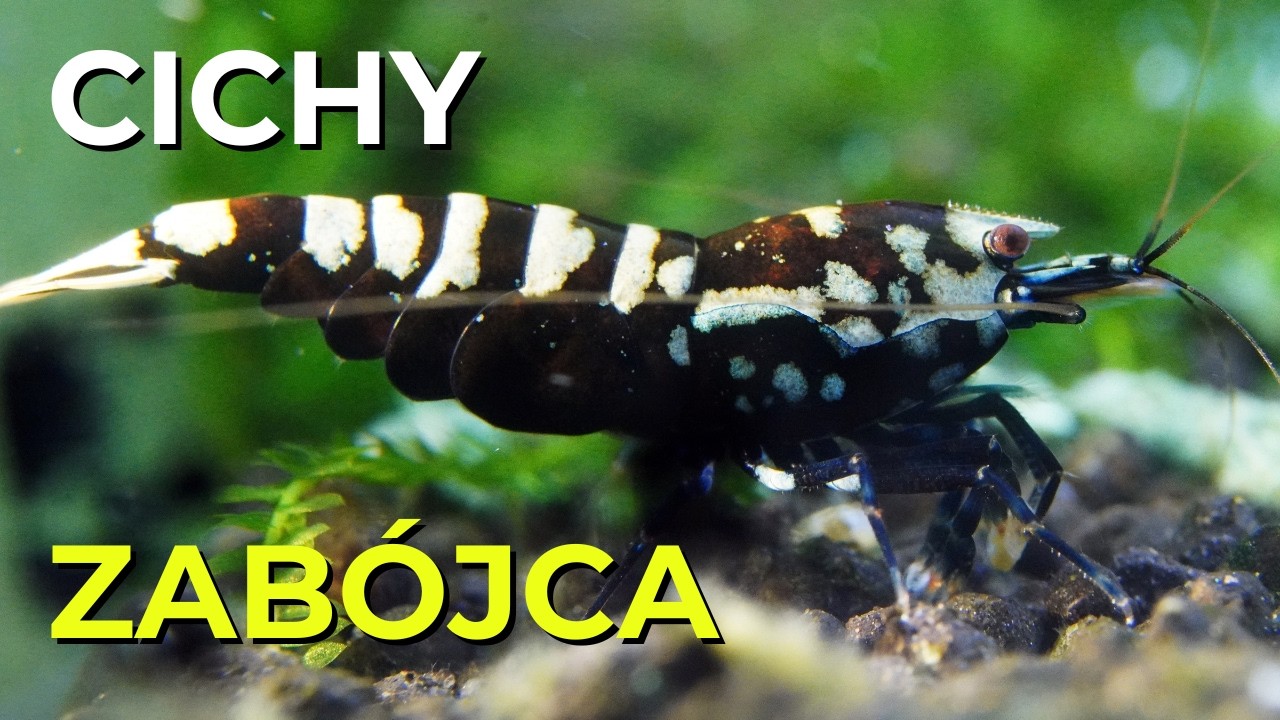 Dlaczego Twoje krewetki umierają? MIEDŹ: Anatomia Śmierci (Makro 4K)