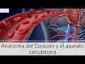 Anatomía básica del corazón