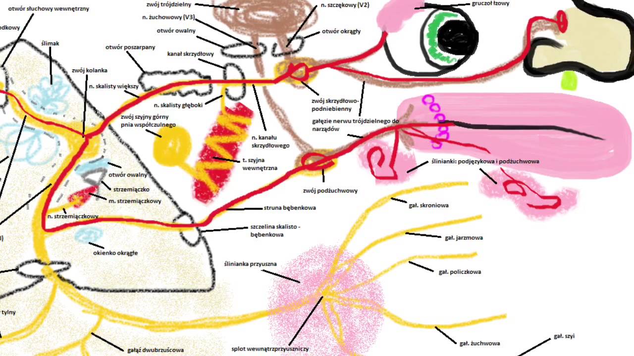 Anatomia – Nerw twarzowy (VII) droga włókien — Transcript