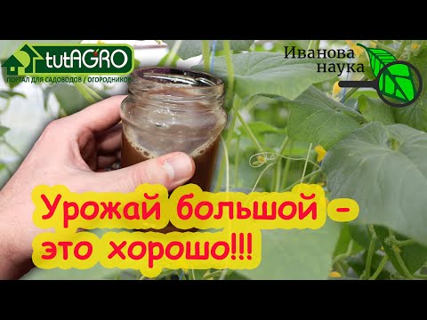 ГЛАВНЫЙ СЕКРЕТ УРОЖАЯ ОГУРЦОВ! Навоз, полив, подкормки, болезни - все правила для урожая без хлопот!
