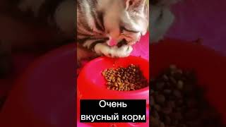 Очень вкусный корм