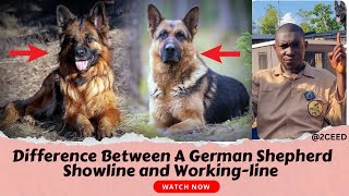 Difference Between A German Shepherd Showline And Working-Line.