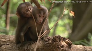 水瀬いのり、可愛い赤ちゃん動物の声を演じ分け！　「日本列島生きもの超伝説　劇場版ダーウィンが来た！」本編映像