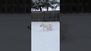 He&#39;s so fast 🥰 Video by @the.goodest.boii 💙 Follow him on IG! #dog #dogoargentino #snowday #pets