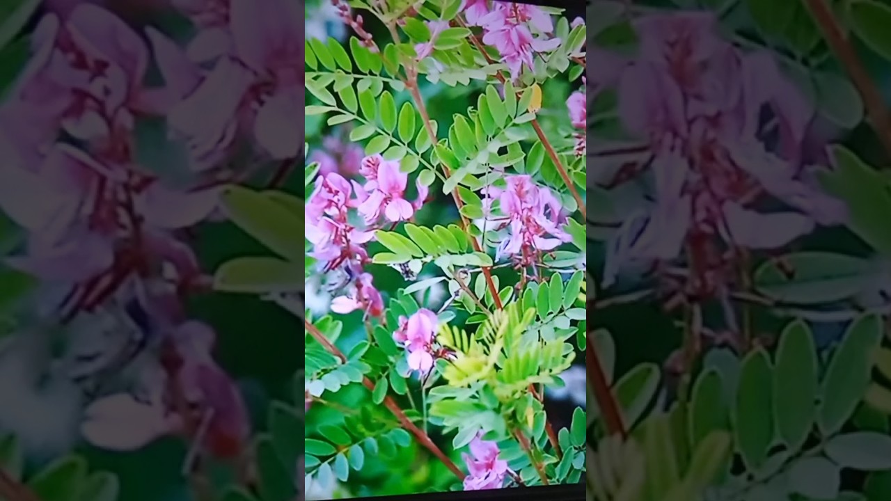 this flower name is Indigo plant white hair become black hair 😍😲