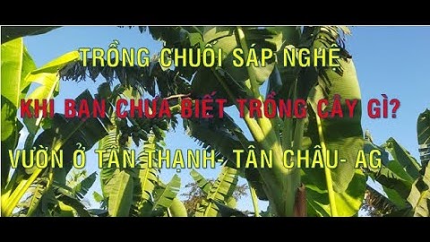 TRỒNG CHUỐI SÁP NGHỆ KHI CHƯA BIẾT TRỒNG CÂY GI?