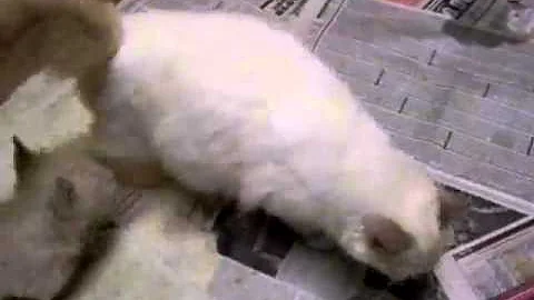 Video 1145441: lions royale