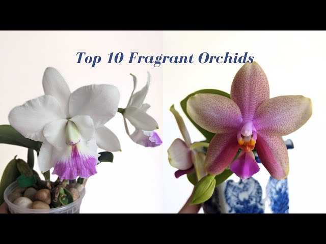 Top 10 Most Fragrant Orchids | My Favorites ❤️ class=
