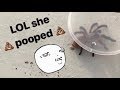 Unboxing a *pooping* TARANTULA !!! (with a chopstick!)