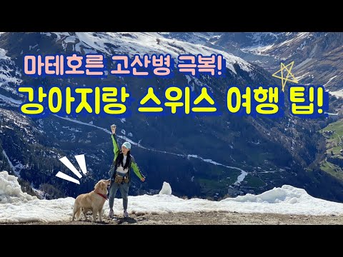 🇨🇭 11# 리트리버랑 스위스 마테호른! 여행코스 추천 / 스위스 여행 팁 (요금, 주의점) / 강아지랑 스위스 차박하기 / 청정지역 체르마트 마을과 세계 3대 미봉 마테호른