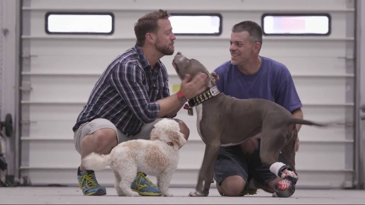 Injured Rescue Puppy Gets New Plastic Paw, Becomes Therapy Dog - Preview