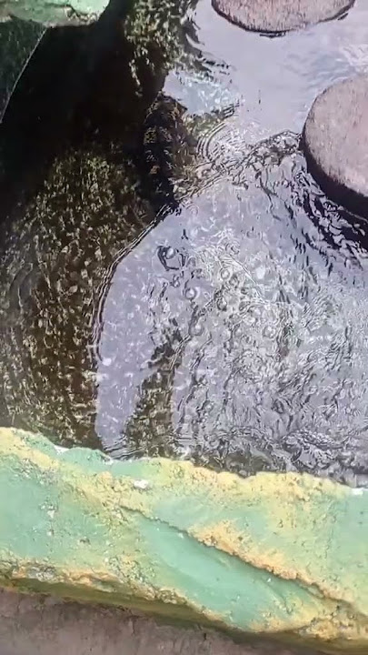 WOW IKAN CANA SUPER BESAR 🐋 #ikancana #ikancanabesar #sahabatbermain