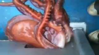 فيديو مذهل.. أخطبوط ضخم يتسلل 