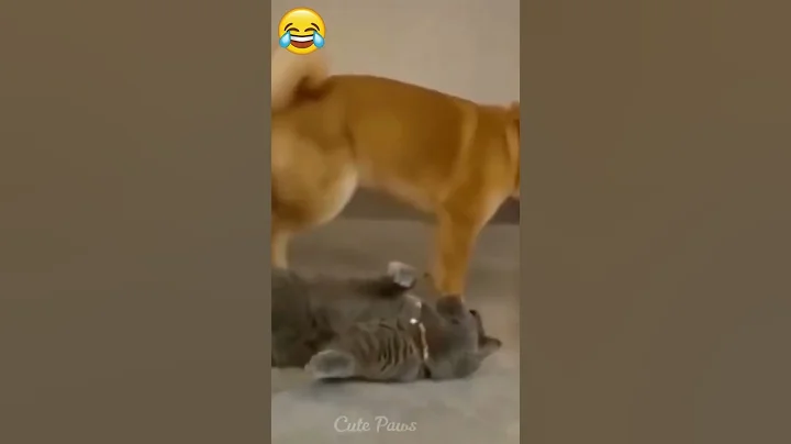 Video 11808321: cat dog lovers, cat living, kittens funniest, funny cat, best kitten