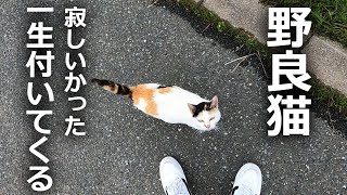 【寂しかった】何度も何度も付いてくる野良猫がいた…