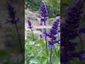 Sunday Blooms! #gardening #flowers #shortsvideo