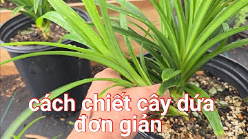 cách chiết cây dứa đơn giản t529
