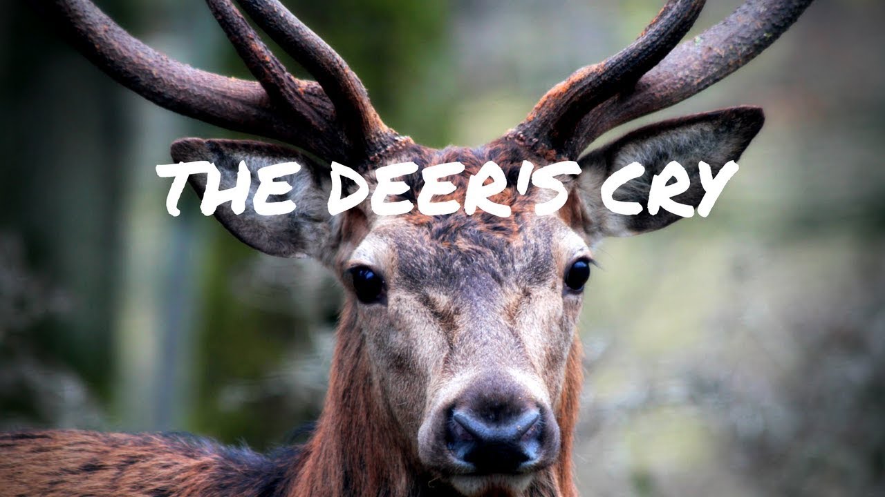 The Deer's Cry An Irish Pagan Prayer or Charm for Protection YouTube