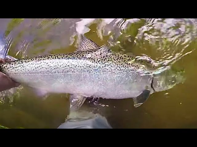 How-To Drift Fishing For Salmon, Trout, And Steelhead 