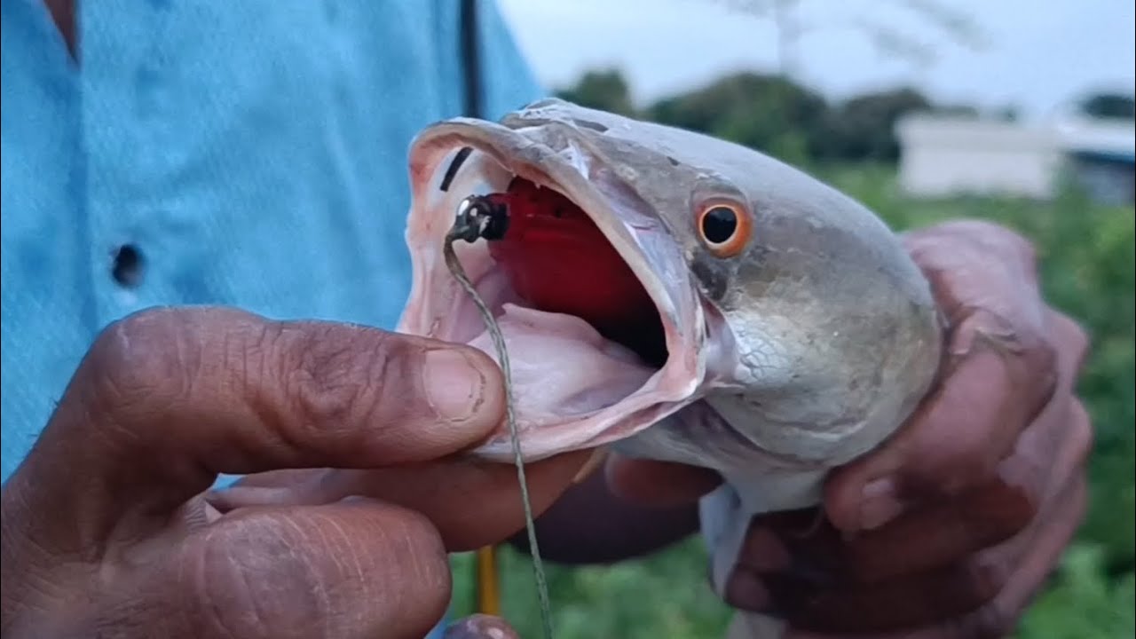 Small size snakehead fish video marel machi kaise pakde frog se top water lure 13 GM j n lucana 