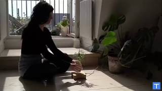 Bitkilerinizi Serbest Bırakın, Uçarak Hayat Bulsunlar