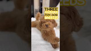 3 Adorable Toy Dog Breeds #dogs #pets #toypoodle #maltese #cotondetulear