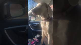 8 Month Old Weimaraner 1St Talking