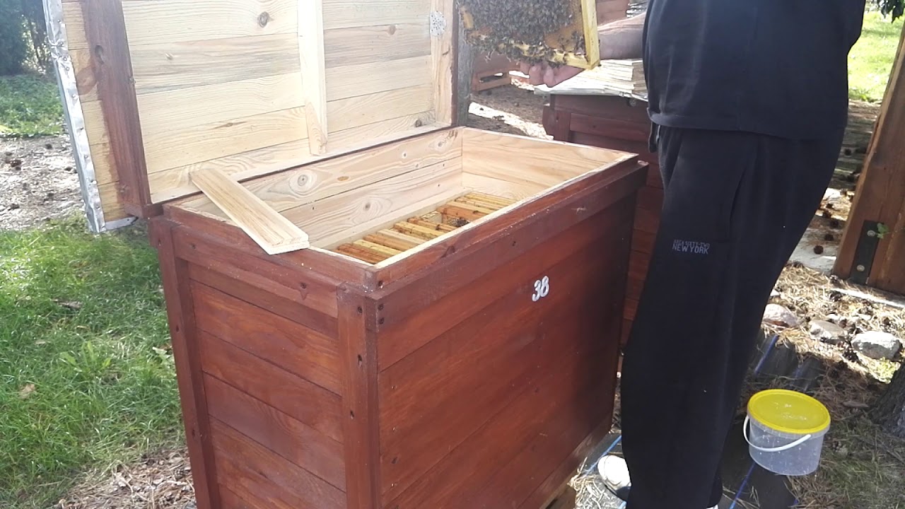 Pasieka Bartnik- siła odkładu po unasiennieniu matek pszczelich w sezonie