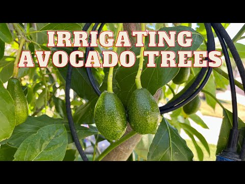 ვიდეო: Avocado Wood Rot - გაიგეთ Wood Rot Of Avocado Trees