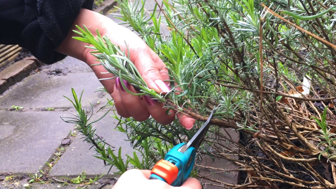 Обрезка лаванды весной | Сохраняйте её молодой, пышной и долгоцветущей