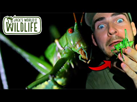 Video: Ar katydidas įkando?