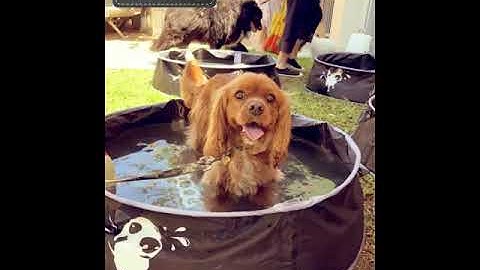 The DOOG pop up dog pools
